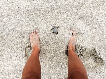 High angle view of a small turtle