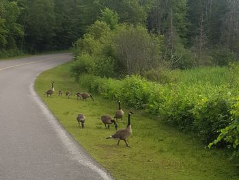 Ducks on road amidst trees on field