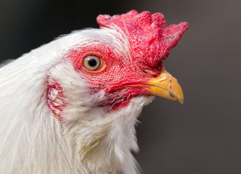 Close-up of rooster