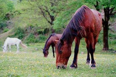 Horses grazing in a field