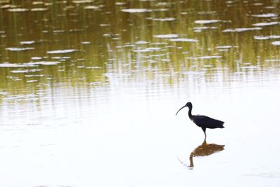 Side view of bird in lake