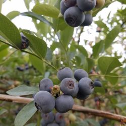 Close-up of berries growing on tree