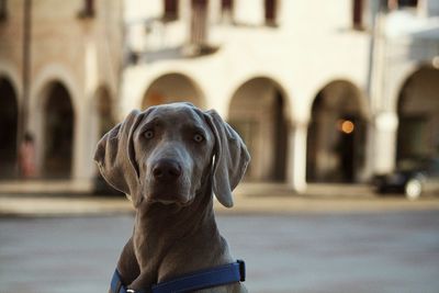 Portrait of dog on street in city