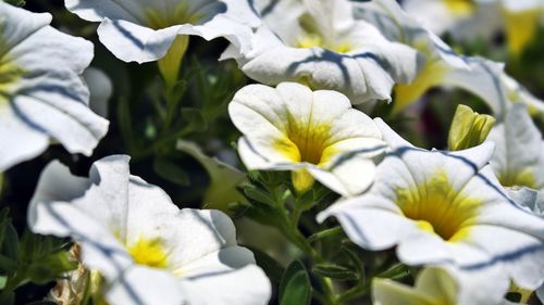 Close-up of white flowering plants