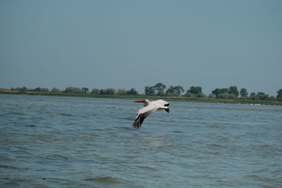 View of seagull flying