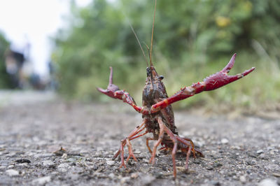 Red swamp crawfish procambarus clarkii poised for attack in the street