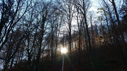 Sun shining through trees