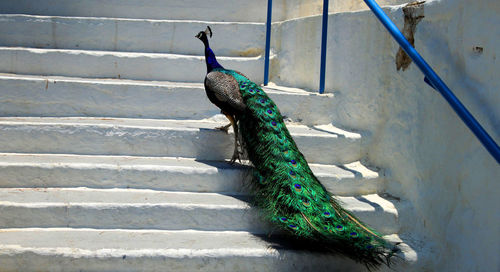 Close-up of peacock