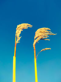 Low angle view of plant against blue sky