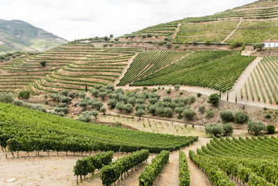 Panoramic view of vineyard against sky