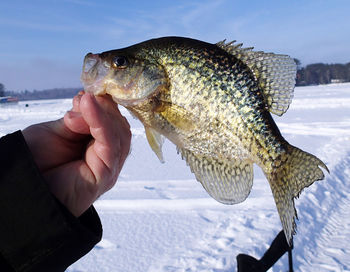 Close-up of hand holding fish