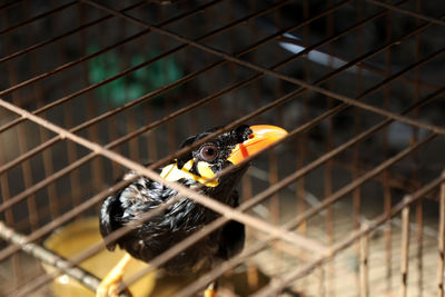 Close-up of bird in cage