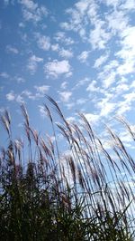 Low angle view of stalks against blue sky