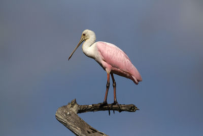 Roseate spoonbill perching on wood in lake