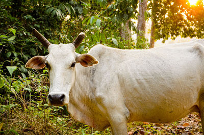 Portrait of cow standing on land