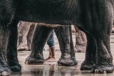 Low section of person standing by elephant