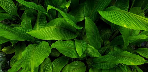 Full frame shot of green leaves