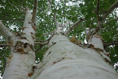 Low angle view of trees in forest