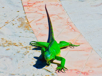 High angle view of insect on footpath