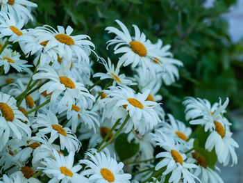 Close-up of white daisy flowers