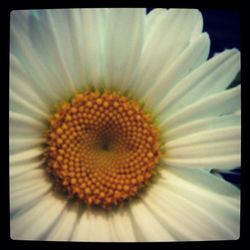 Close-up of white flowers