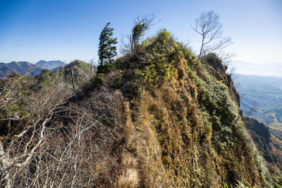 Cactus plant against mountain range