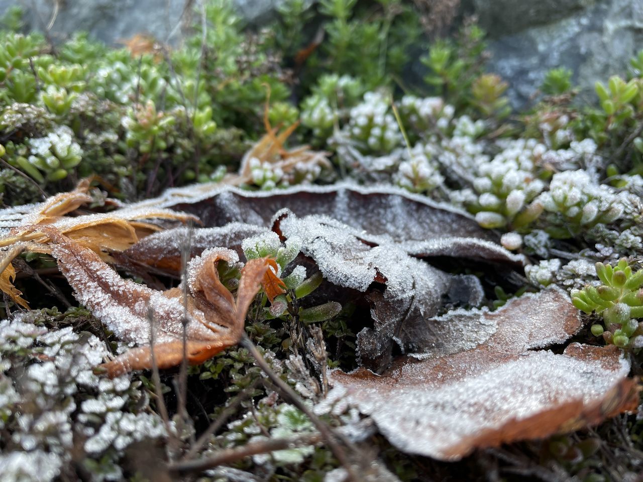 CLOSE-UP OF DRY LEAVES ON SNOW COVERED FIELD