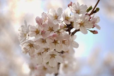 Low angle view of apple blossoms in spring