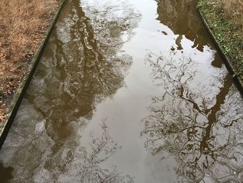 Reflection of trees in water