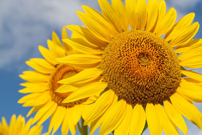 Sunflower field in sunny tuscany, yellow sea of flowers on the blue sky.