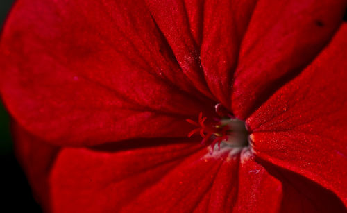 Close-up of red hibiscus blooming outdoors