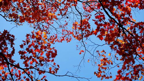 Low angle view of autumnal tree against blue sky