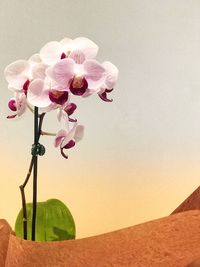 Close-up of pink orchid against sky