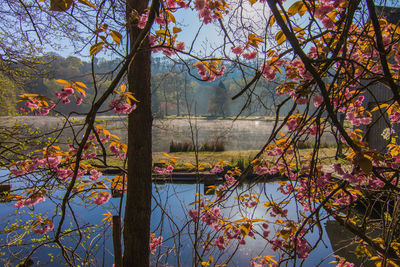 Trees by lake against sky during autumn