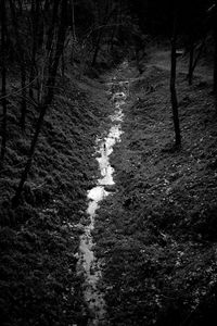 Trees in forest