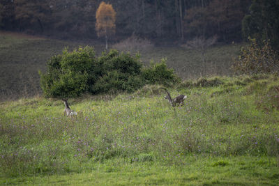 View of deer on field