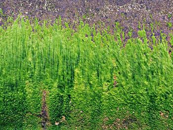 Plants growing on grassy field