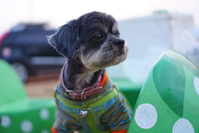 Close-up of puppy