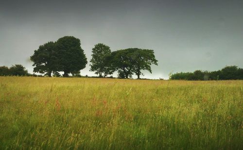 Scenic view of grassy field against sky