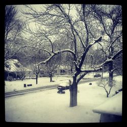 Bare trees on snow covered field