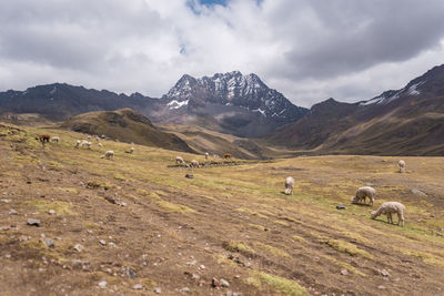 Sheep grazing on field by mountains against sky
