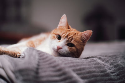 Close-up portrait of a cat