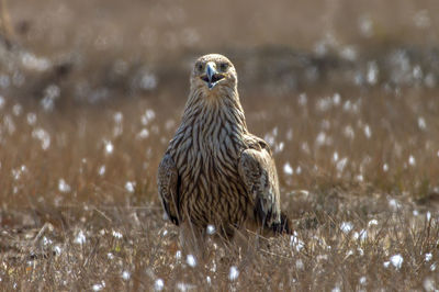 Close-up of owl perching on land