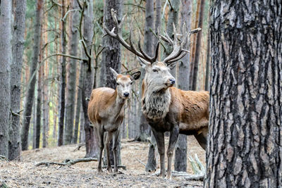 Deer in a forest