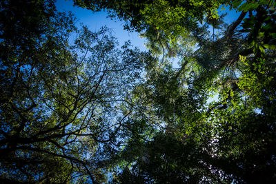 Low angle view of trees against sky