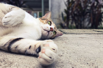 Close-up of cat relaxing outdoors