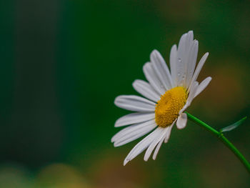 Close-up of white flower