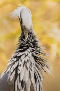 Close-up of bird