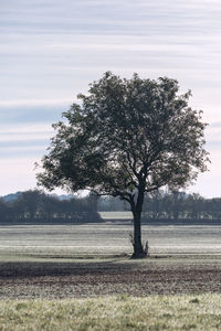 Tree on field against sky