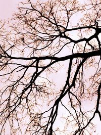 Low angle view of bare trees against sky